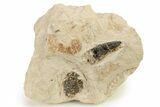 Fossil Plesiosaur (Libonectes) Tooth - Asfla, Morocco #270974-1